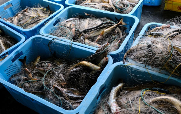 【中共メディア】 日本の水産物はどれほどチャイナ市場に依存しているのか