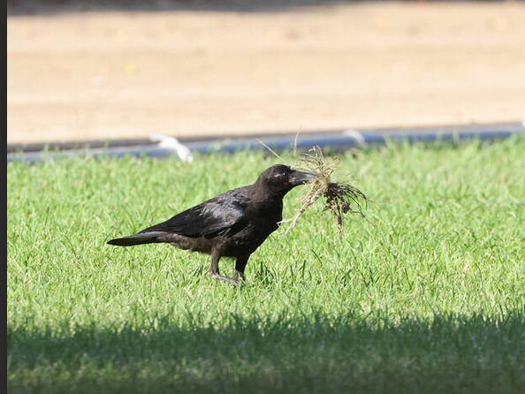 【千葉県】カラスが郵便物くわえ飛び去る、日本郵便「差出人と受取人わからない」