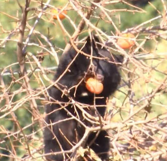 【恐怖】米国でチェーンソーくわえたクマが出現