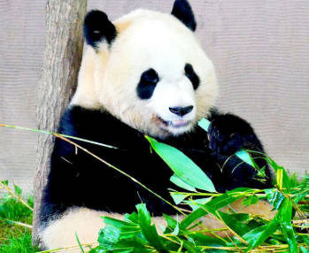 【悲報】日本、パンダ0へww🐼