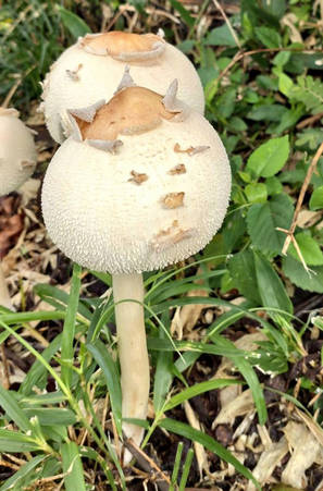 採取したキノコを撮影してAI判定　AIは“食べられる”と回答も…　実際は「毒キノコ」　AI信用ないな