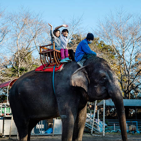 【🐘】市原ぞうの国でタイ人男性ゾウ使いが死亡　顔面骨折、踏まれたか　22日は臨時休園　千葉