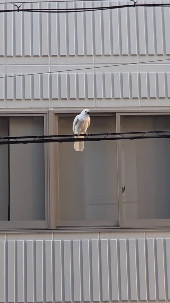 【京都市動物園】 「白いカラス」動画公開して反響　「なんと美しい」「ホントに居るんだ…」「なんと美しい」「神の使い」