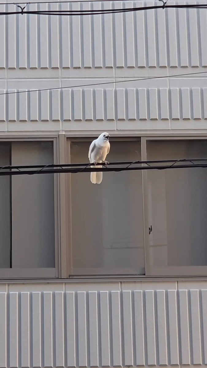 【京都市動物園】 「白いカラス」動画公開して反響　「なんと美しい」「ホントに居るんだ…」「なんと美しい」「神の使い」