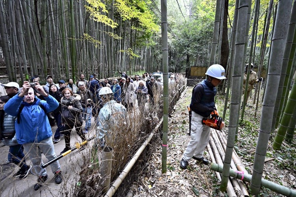 【京都】嵐山「竹林の小径」、落書き被害で竹を伐採…観光客の手届かないよう対策