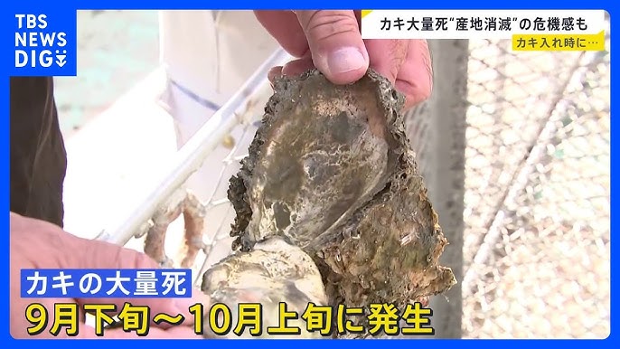 【冬の味覚“広島産の生ガキが入荷できない】”カキ大量死で“産地消滅”の危機も…鈴木農水大臣が視察「厳しい状況」