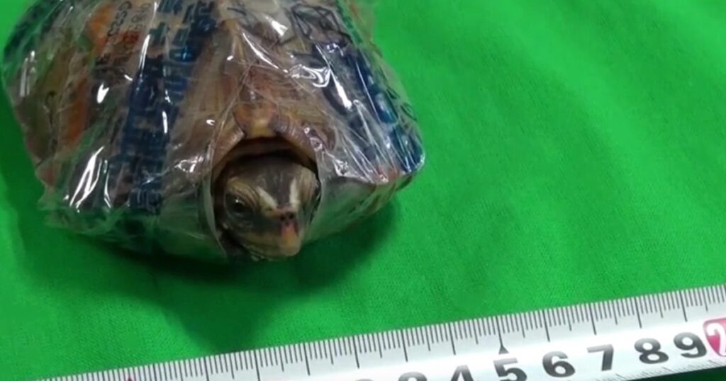 天然記念物のリュウキュウヤマガメ107匹を密猟した中国籍の4人を起訴