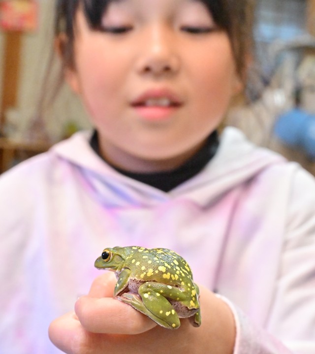 【珍種】小3女子、自宅前で珍しいカエル発見！日本固有種の色彩変異個体に専門家も驚き「極めてまれ」