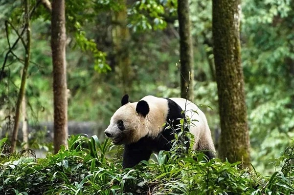 和田あき子、中国から抗議が来そうな問題発言。「中国のパンダは茶色。中国帰って野生に帰った時心配」