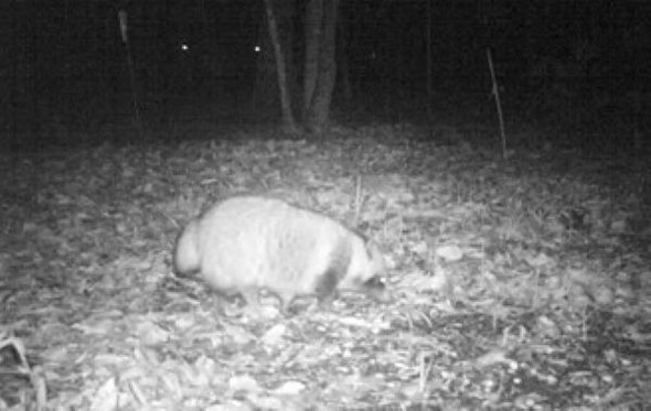 東京農工大「都会のたぬきは人間がいるとき、うんちを我慢している」