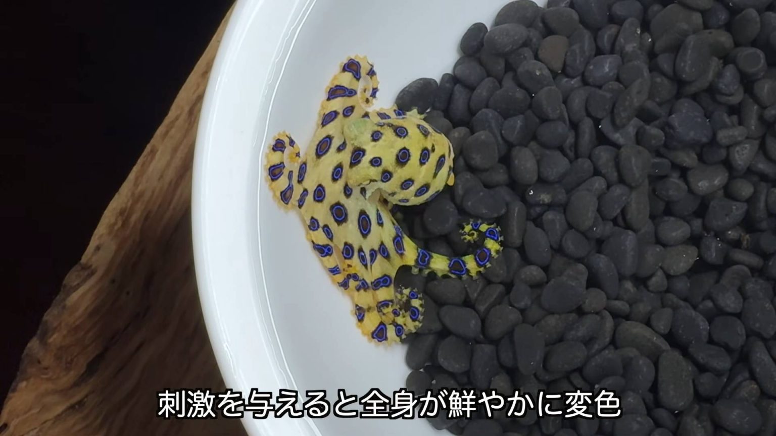 生き物系YouTuber、フグと同じ猛毒を持つ「ヒョウモンダコ」を丸ごと一匹食べる