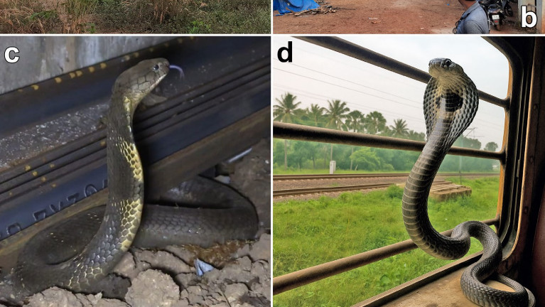 【インド】毒ヘビのキングコブラは電車に乗って生息域を広げていることが判明