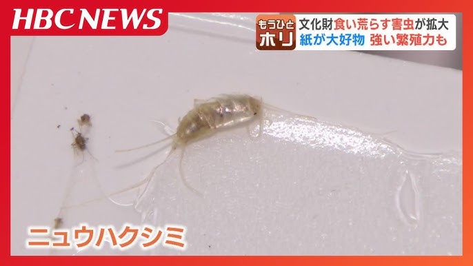 大好物は「紙」4年前に国内初確認の害虫「ニュウハクシミ」急拡大で博物館が大ピンチ