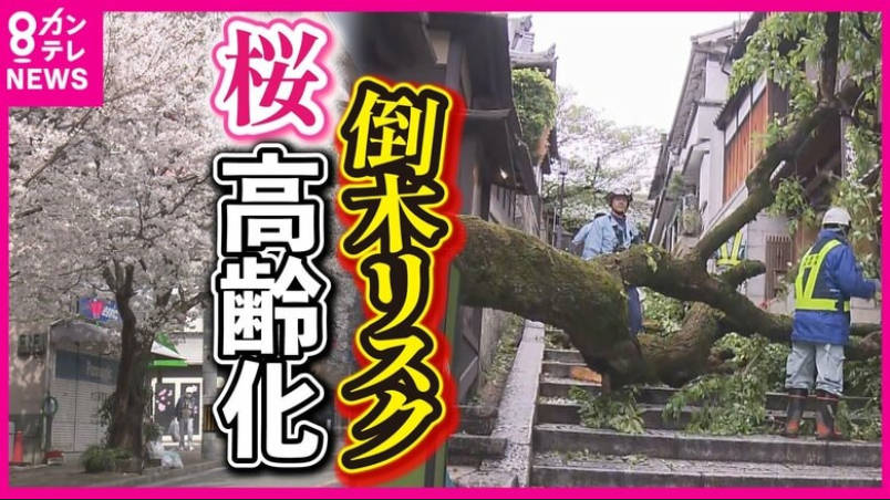 【🌸】桜倒木が相次ぐ背景にソメイヨシノの“高齢化”…街中で見つけた危険な木の3つの特徴　“日本の風景”を守るには―